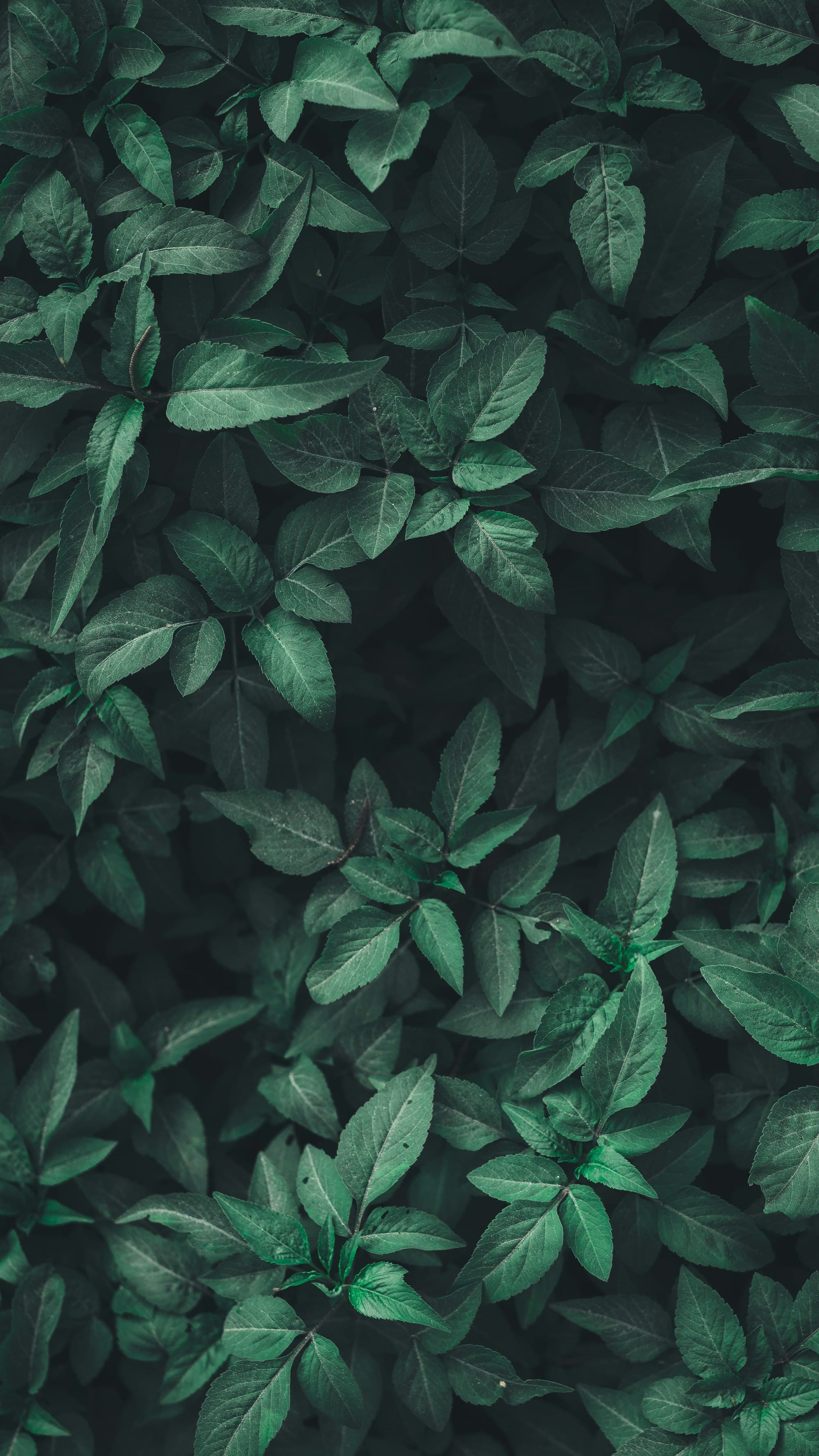Bioinspiration