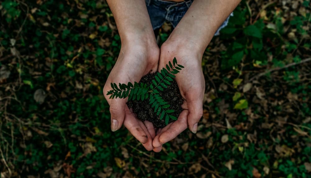 Nature Pattern